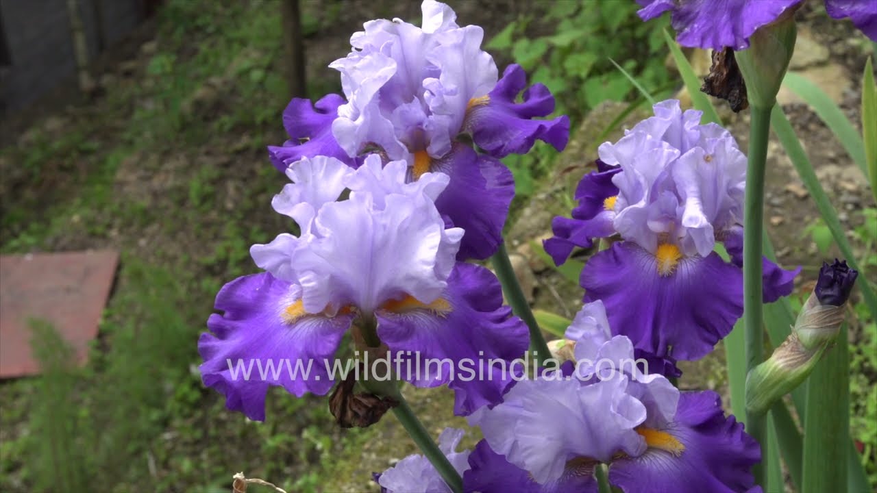 Reblooming Iris put up a fabulous late monsoon display at wildfilmsindia Jabbarkhet gardens