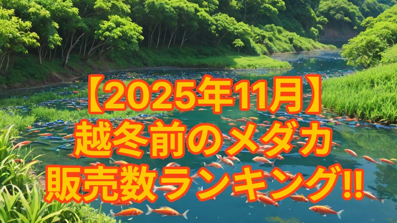【11月】越冬前のメダカ人気ランキング‼崖の上のメダカでの販売数を元にTOP10順位をご紹介！秋から冬にかけた人気めだかのランキングは⁉