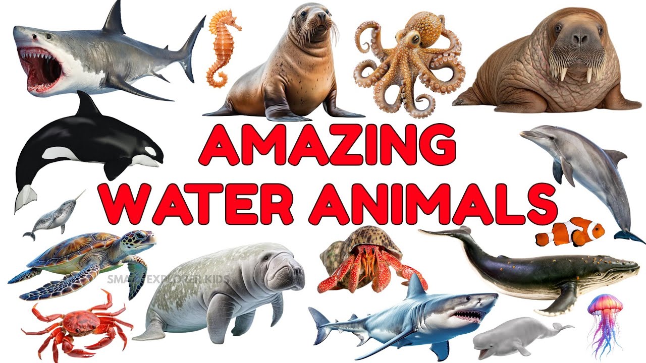 Морские животные для детей 🐬 | STEM-образование и морская лексика для дошкольников