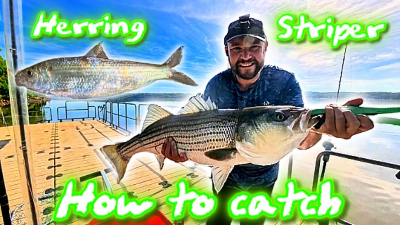 HOW TO catch bait from shore and fish docks for STRIPED BASS on the HUDSON RIVER