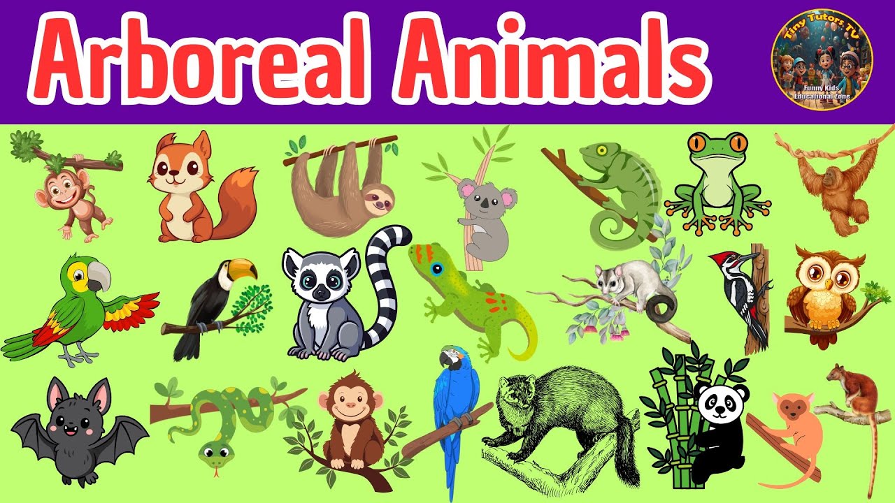 25 животных, которые живут на деревьях 🌳 | Древесные животные для детей | Изучаем животных, живущ...