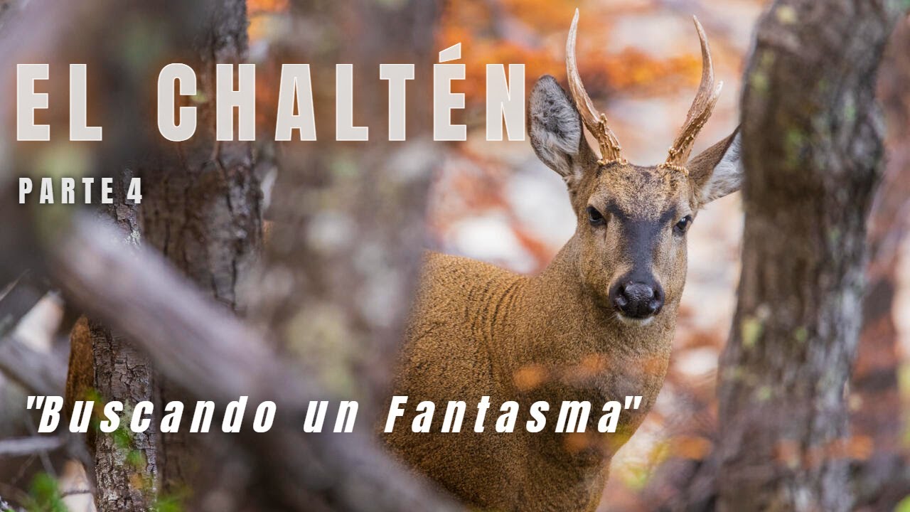 EL CHALTEN Parte 4 - Buscando un HUEMUL
