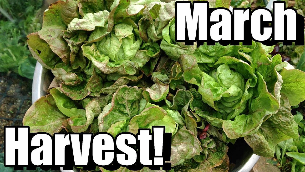 March Vegetable Garden Harvest (Zone 5): Local Food at Its Best!