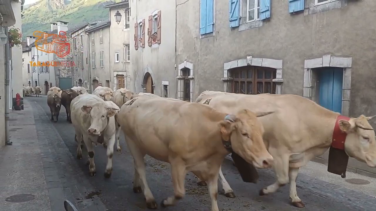 Transhumance 2024 à LARUNS (64, vallée d'Ossau)