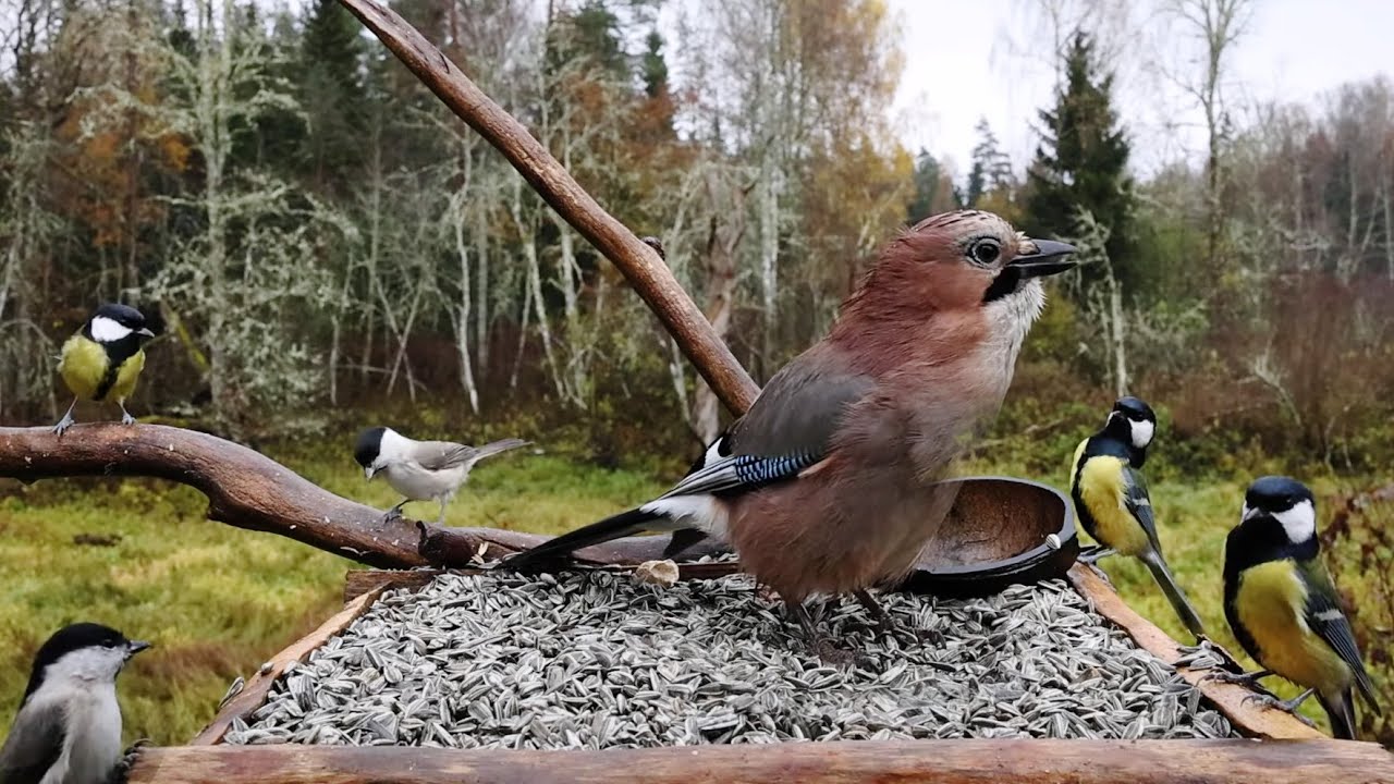 🔴 Forest Bird Feeder | Relaxing Nature Sounds from the Forest [ 2025/10/26 ]
