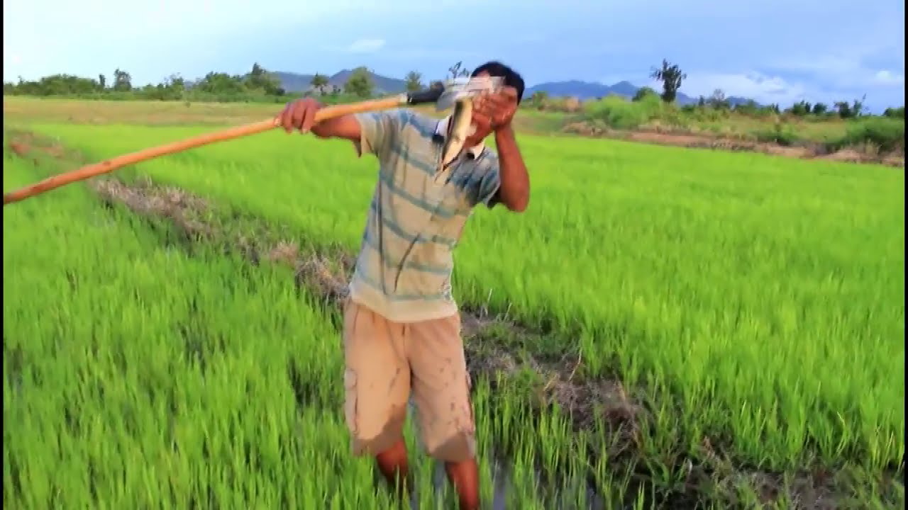 Cambodia Traditional Fishing  Khmer Cast Net Fishing, Cast net fishing, Net Fishing 2016