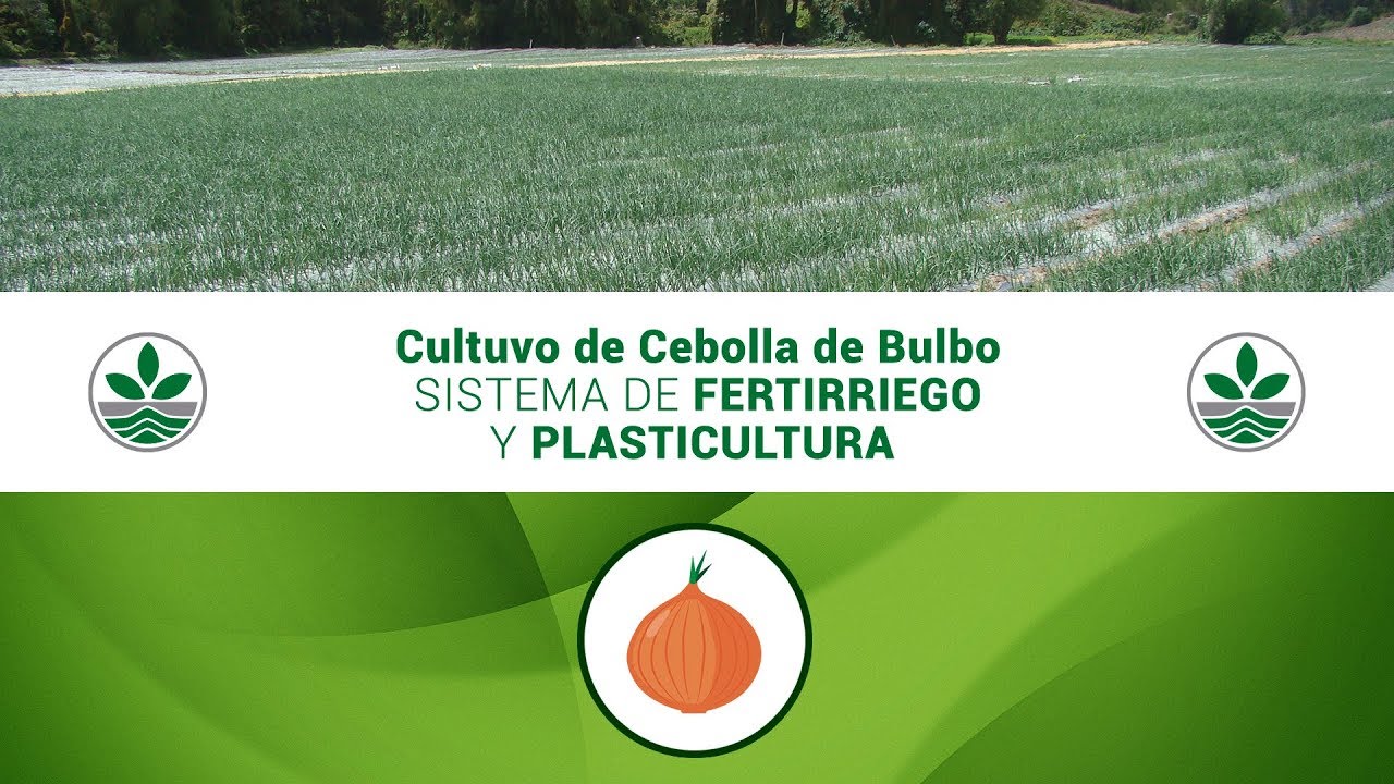 Cebolla | Sistema de Fertirriego y Plasticultura