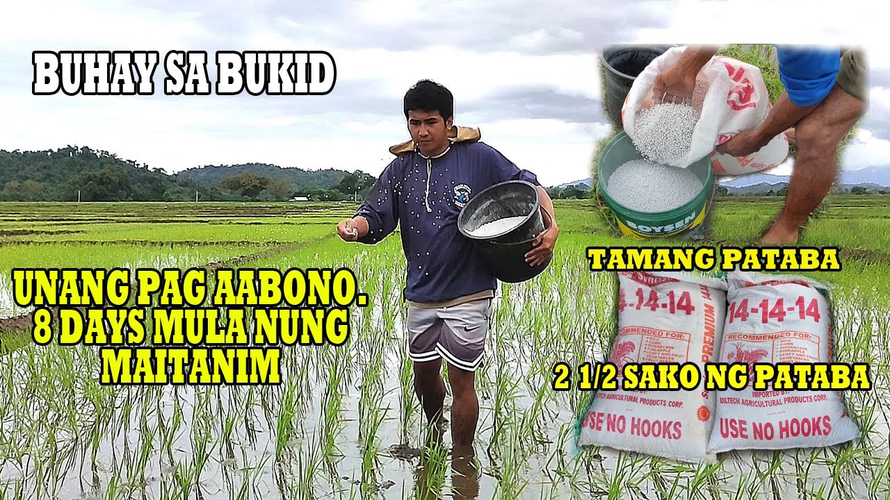 Sa Bukid - Paano ang Pag Lalagay ng Fertilizers sa Palay, Dahil Mahigit 7 Days na Mula ng Maitanim.