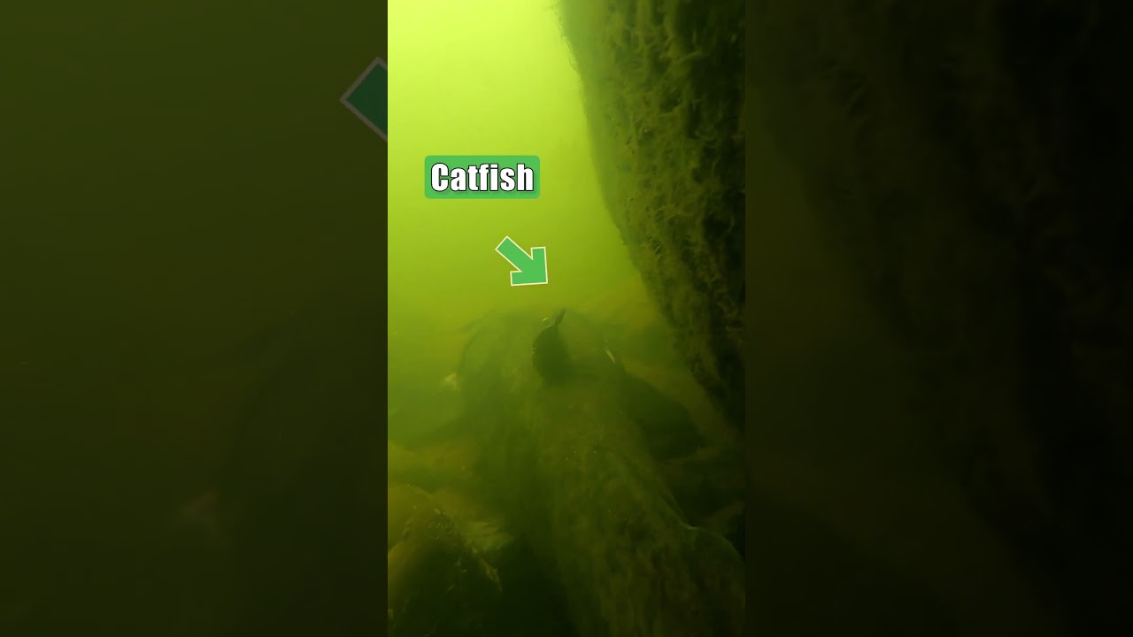 How To Catch More Catfish While River Fishing: Finding Structure = Fish! FATKAT Best Catfish Rigs!
