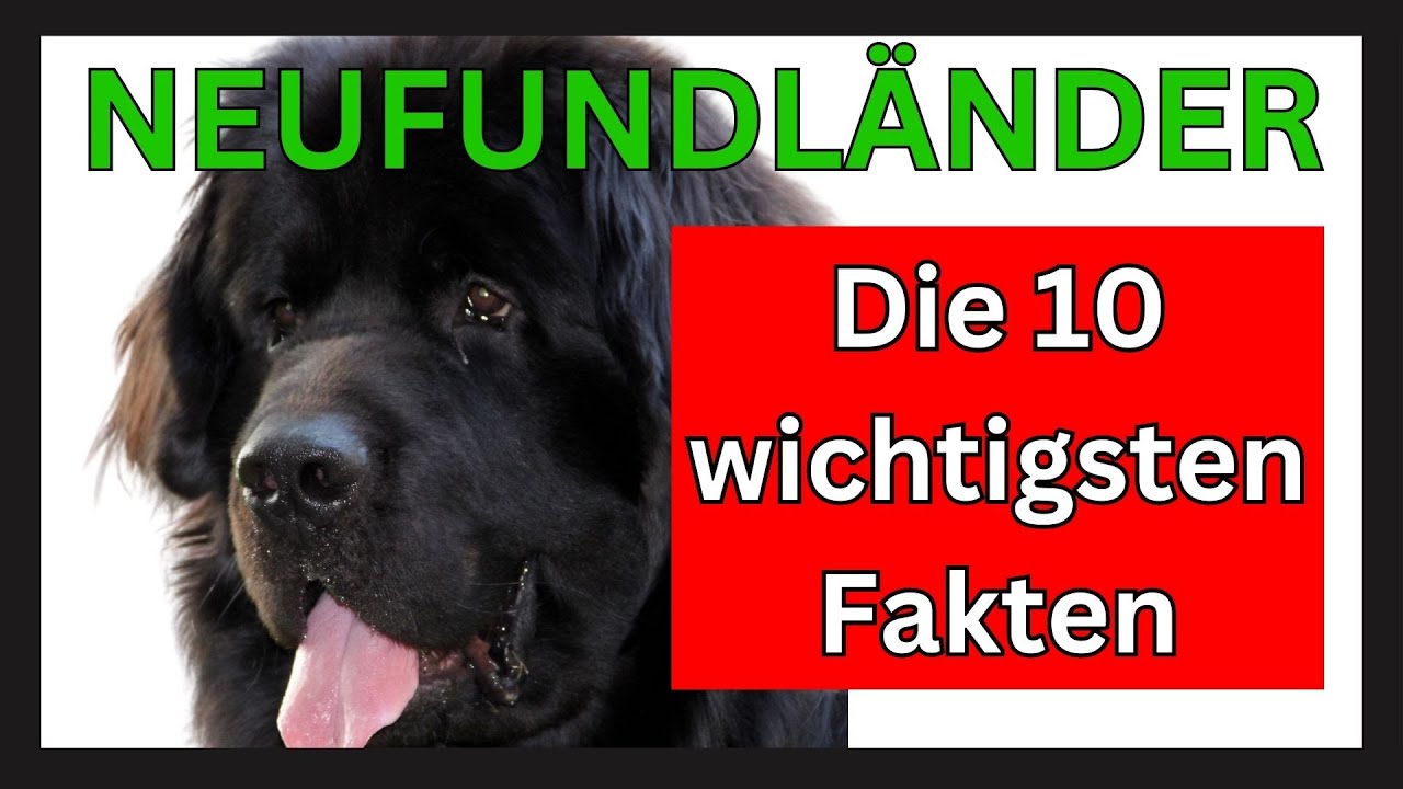 Neufundländer Hunderasse 🐶 Die 10 wichtigsten Fakten