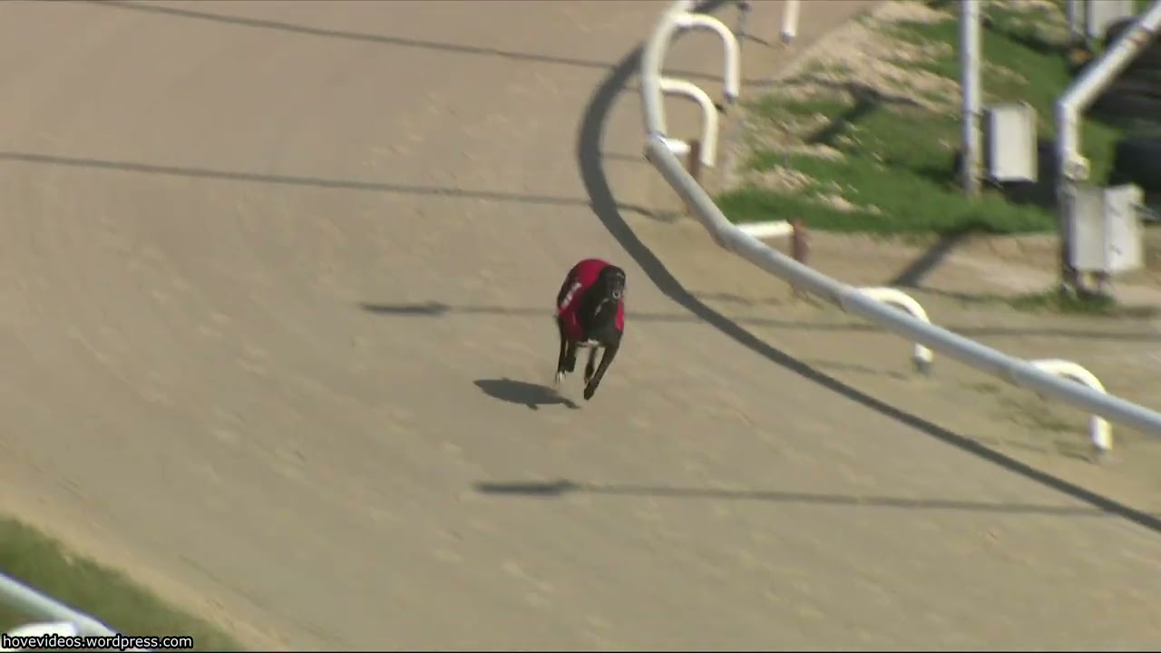 Hove Greyhound Trials 2/3/26