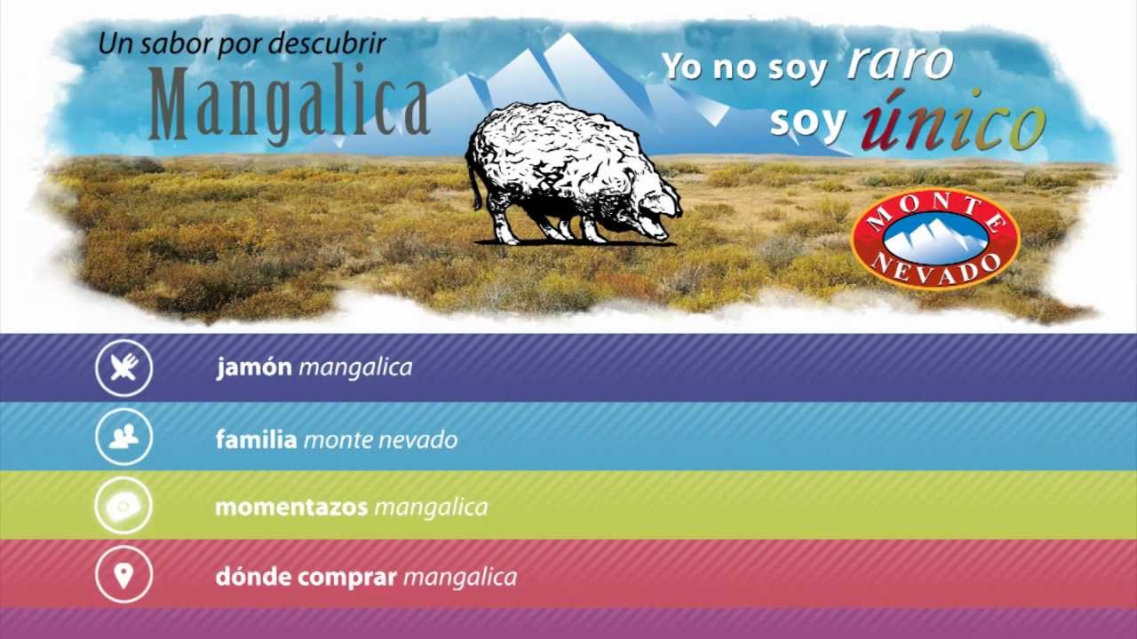 Asocine: Mangalica