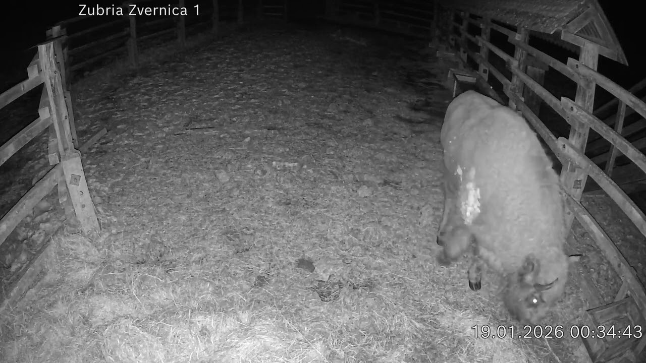 Zubria zvernica (cam212) 19.01.2026 o 00:38