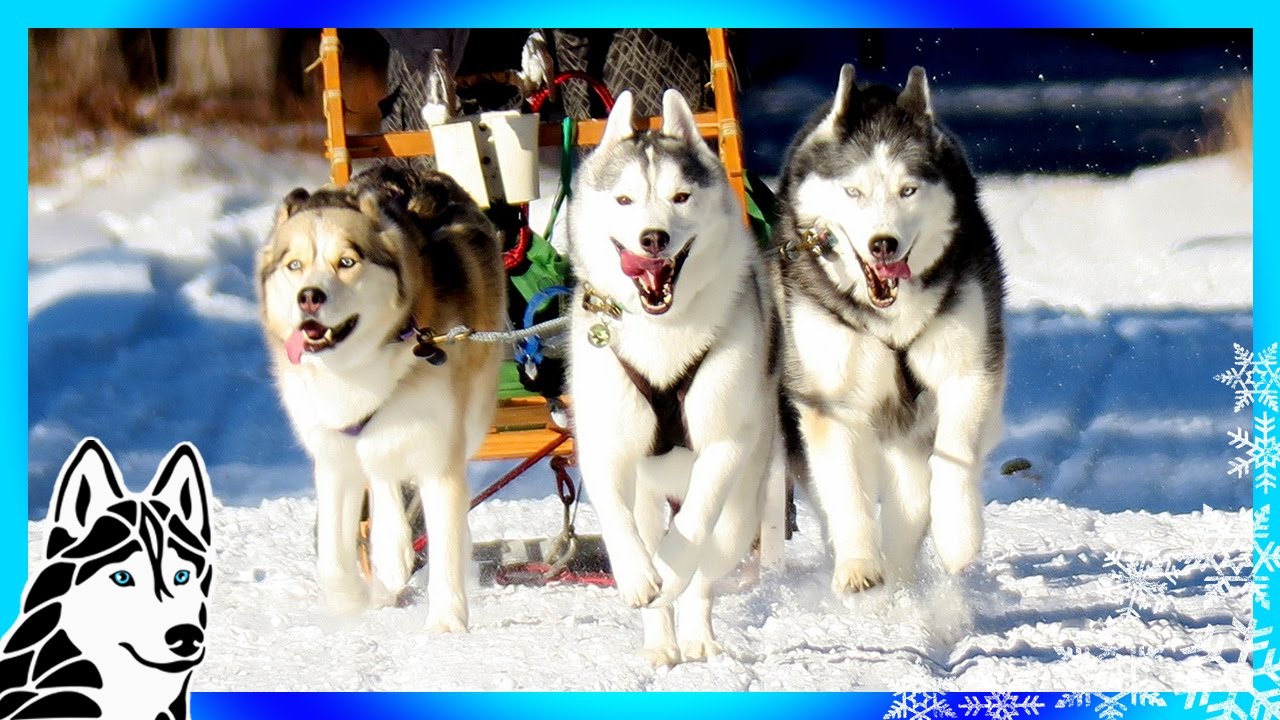 DOG SLEDDING ADVENTURE | GoPro Hero5 Black GoPro Karma Grip