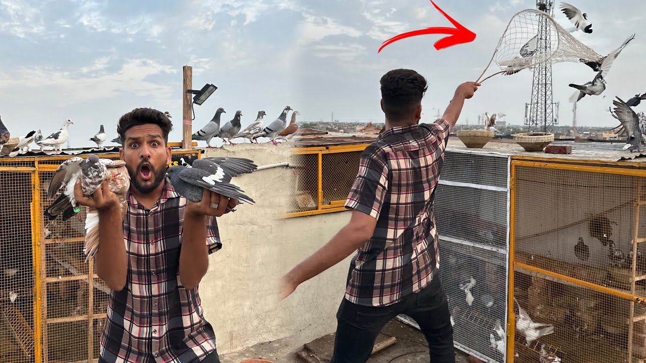 New kabutaro ko khol diya or rang Laga Aseel kabutar agaya😱😳
