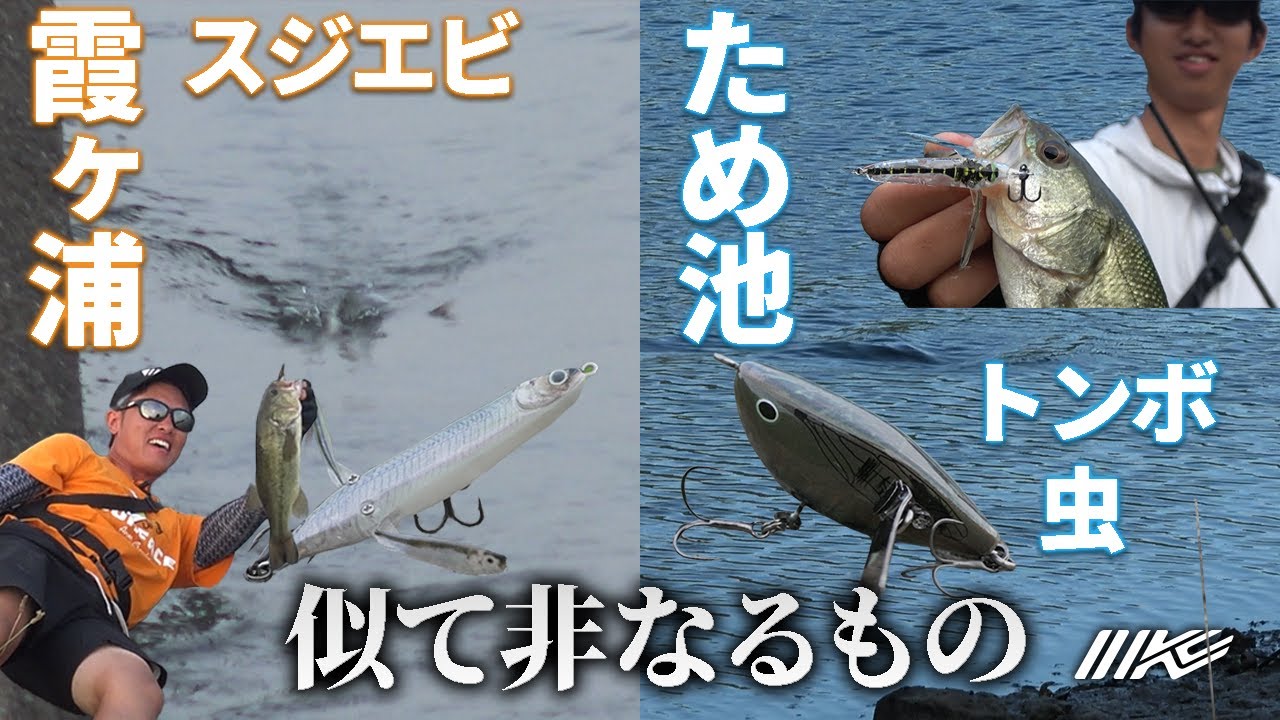 関東【河野正彦】スジエビ・関西【藤川温大】トンボ・虫「チビバゼルとチキータの独断場」