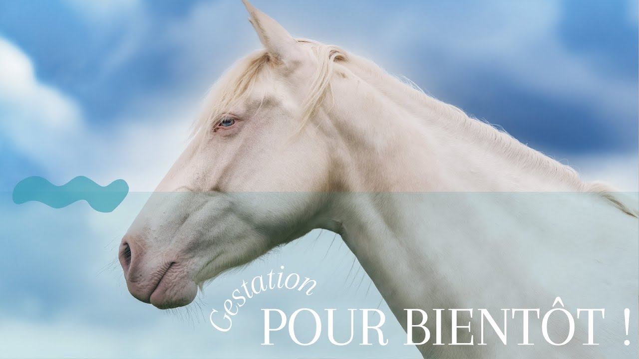 Il ne reste plus que 2 mois avant l'arrivée du poulain !!
