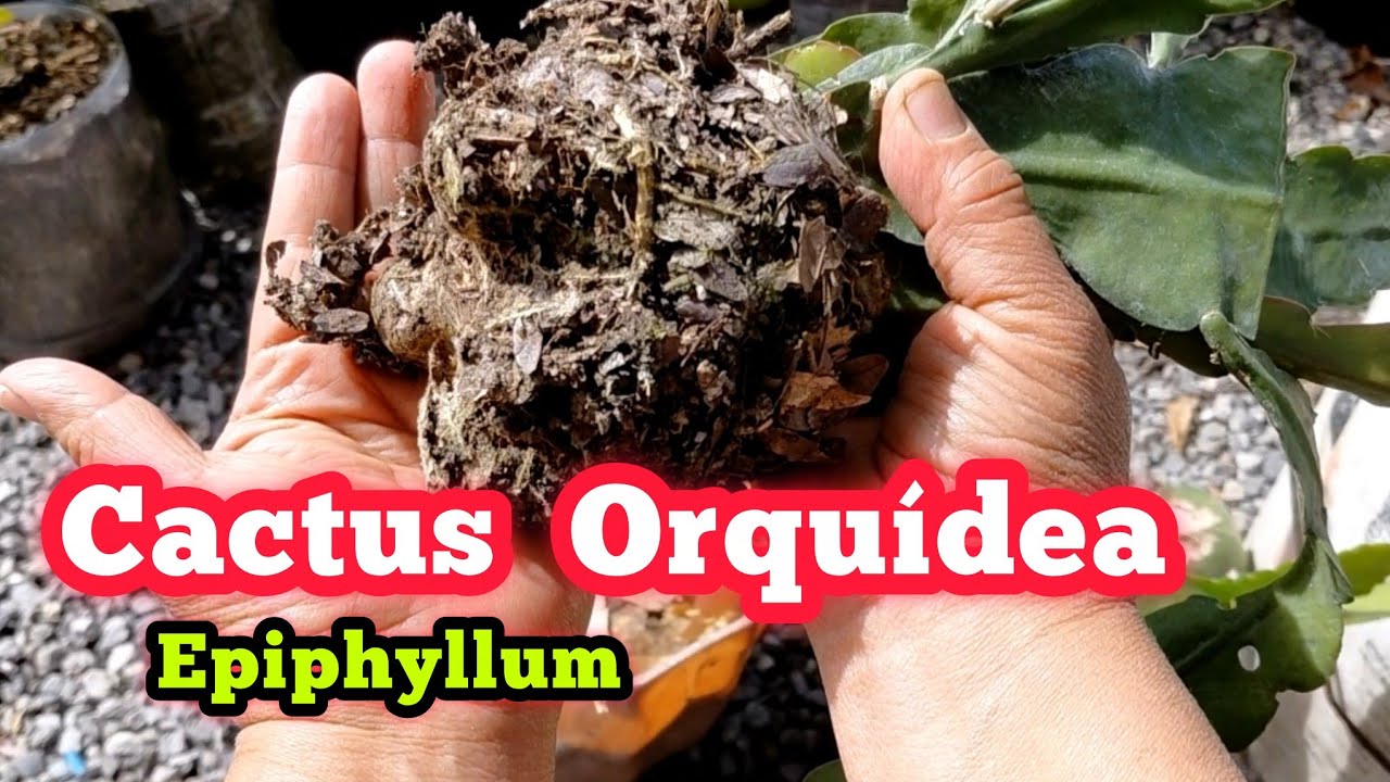 Trasplante cactus orquídea, te muestro mi sustrato favorito 