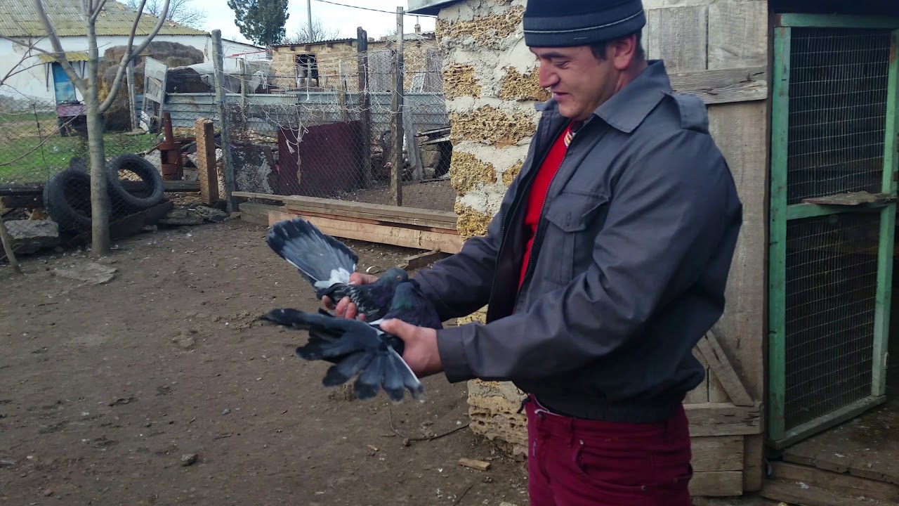 Николаевские голуби. Хороший полет у Джона