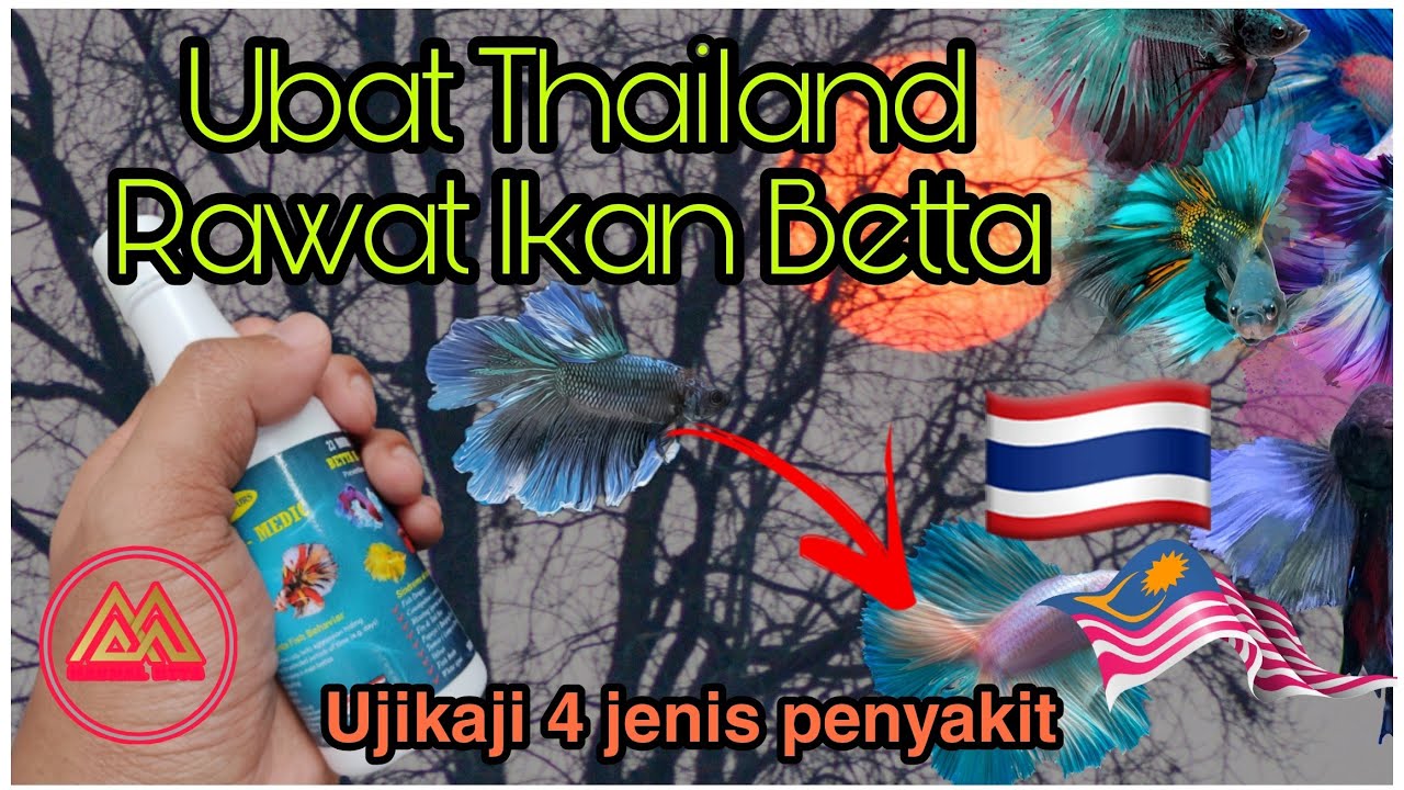 [Eng. Subtitle] Betta K Medic Ubat Thailand Untuk Ikan Laga Yang Sakit