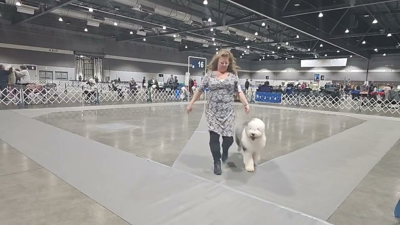 Old English Sheepdog Club of America Greater Portland OES Club Specialty