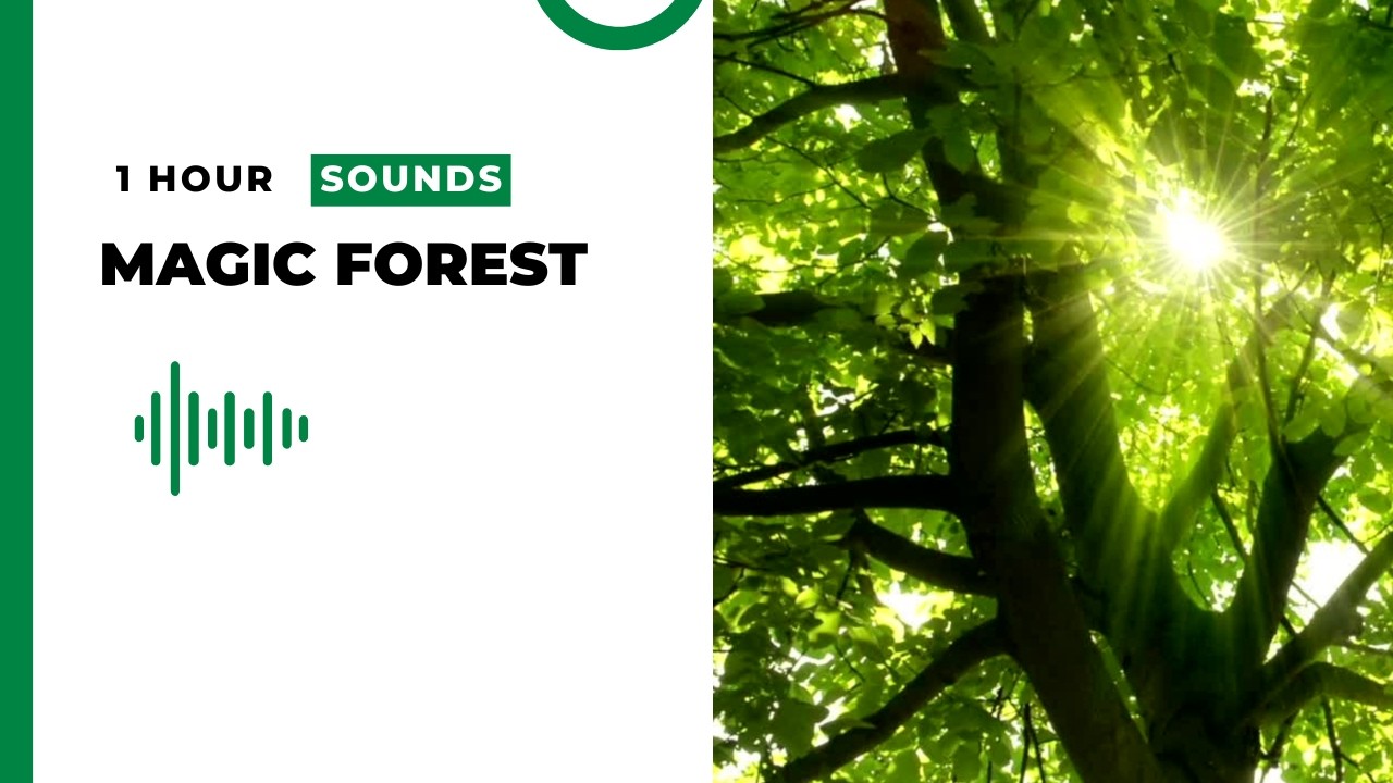 Magical Forest Sounds 🌿 Relaxing Nature Ambience for Sleep & Relaxation (1 Hour)