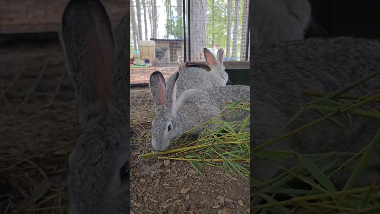 Rabbit cam: Tamuk bunnies enjoying fresh bamboo