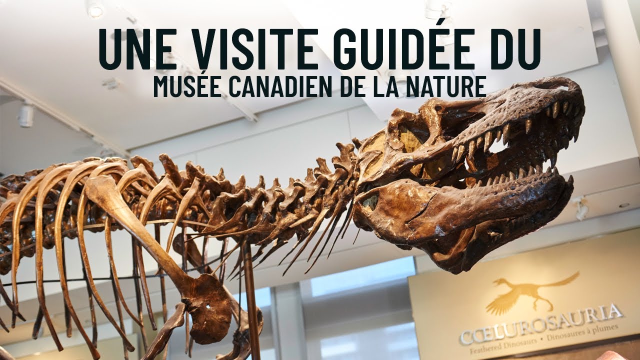 Une visite guidée du Musée canadien de la nature