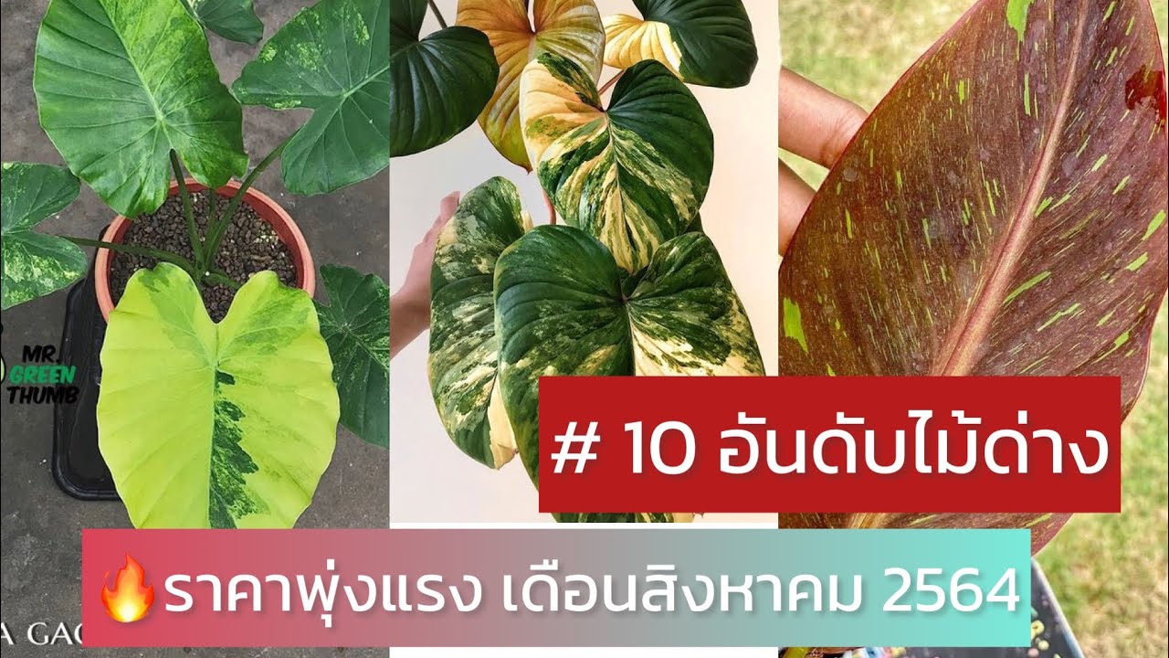 10 อันดับไม้ด่าง ราคาพุ่งแรง เดือนกันยายน 2564