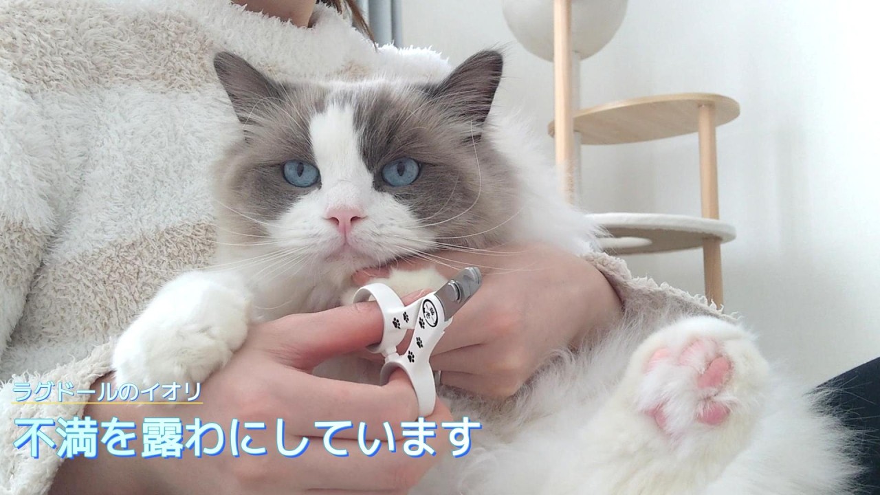 【ラグドール】不満を露わにしています