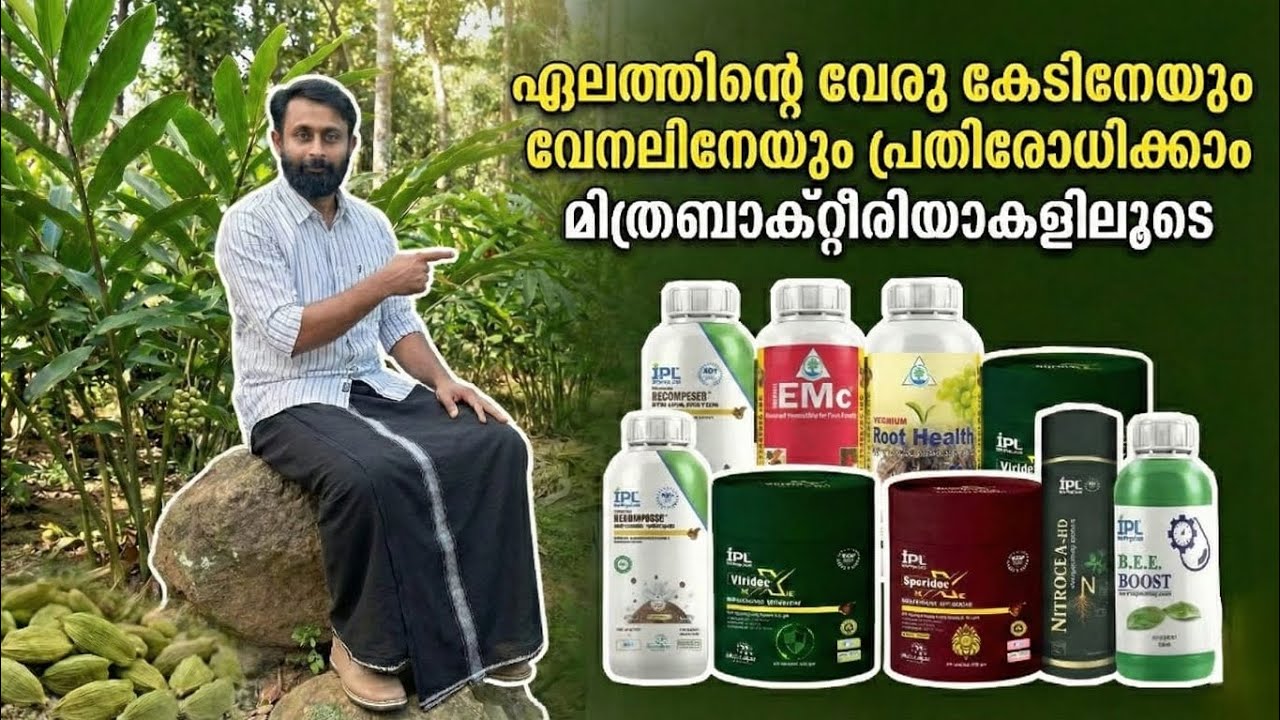 IPL മിത്രബാക്റ്റീരിയകളിലുടെ  വേനലിനെ ചെറുക്കാം വേരു സംരക്ഷണം ഒപ്പം ക്ലേംറൂട്ട് അകത്തിനിർത്താം part 1