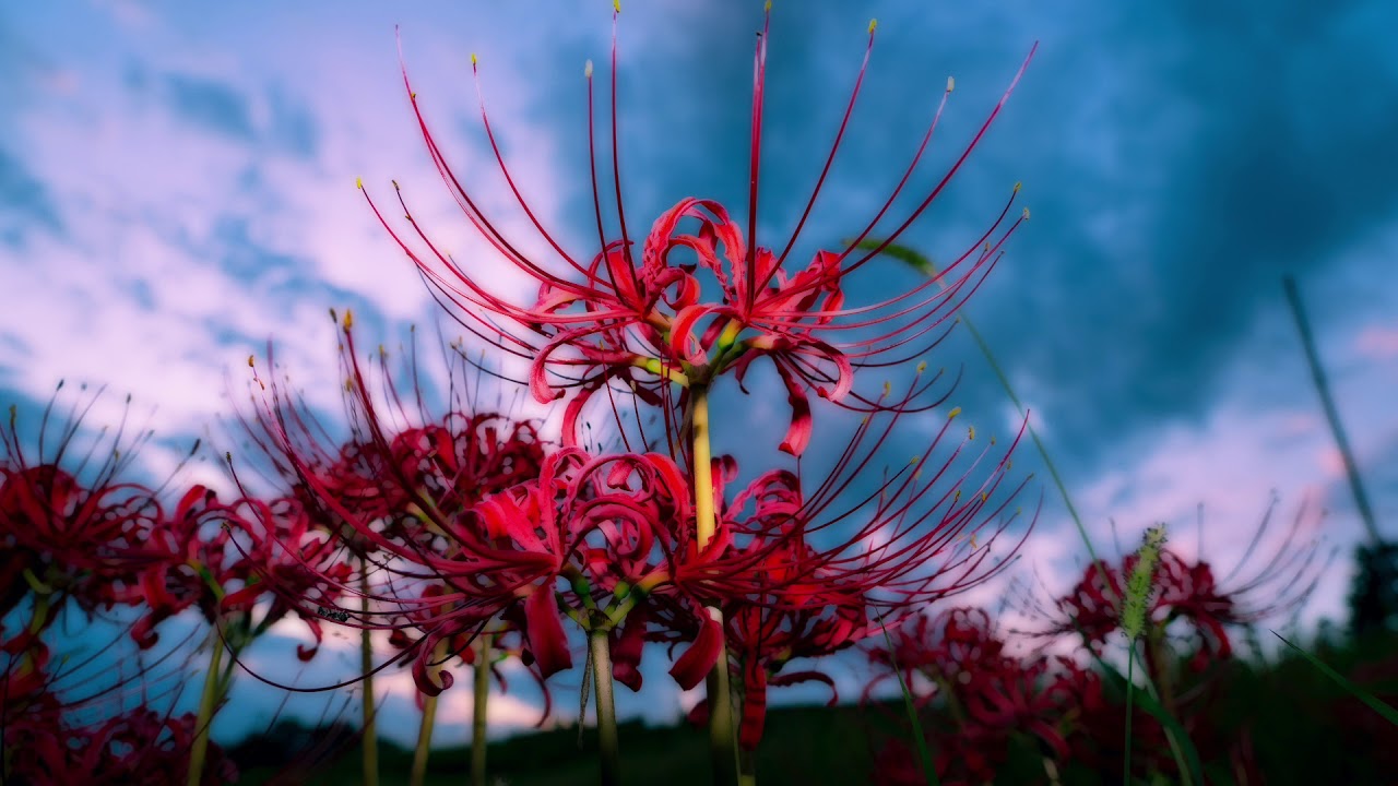 Idola set 05 〜 不朽の曼珠沙華