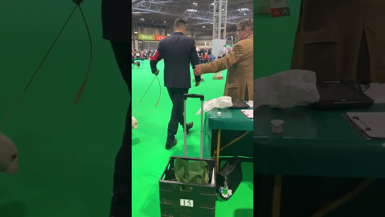 Crufts 2024 Bulldog Best of Breed and Best Veteran