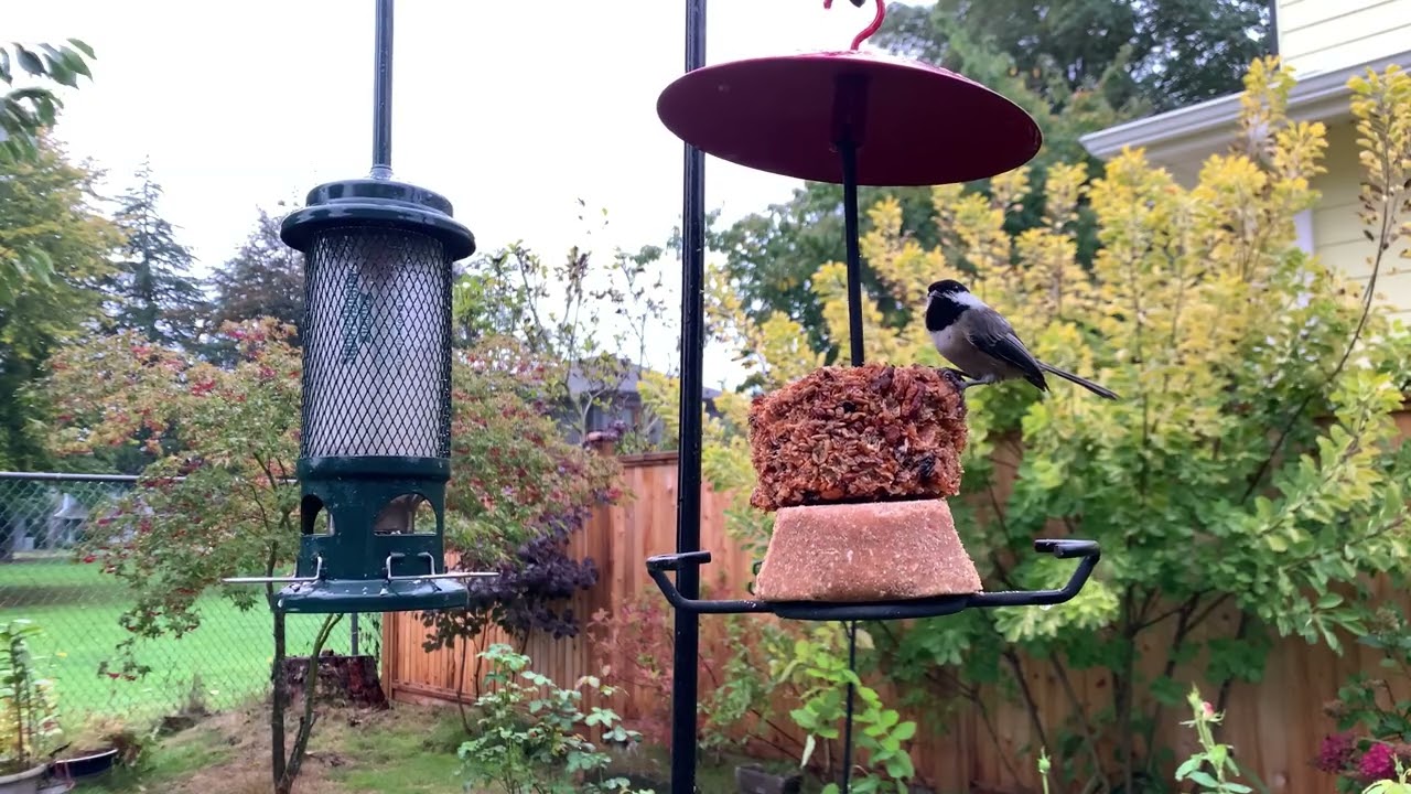 Autumn Morning in My Backyard: Birds Enjoying Fall Treats.#birdsong #birds #backyard #nature 
