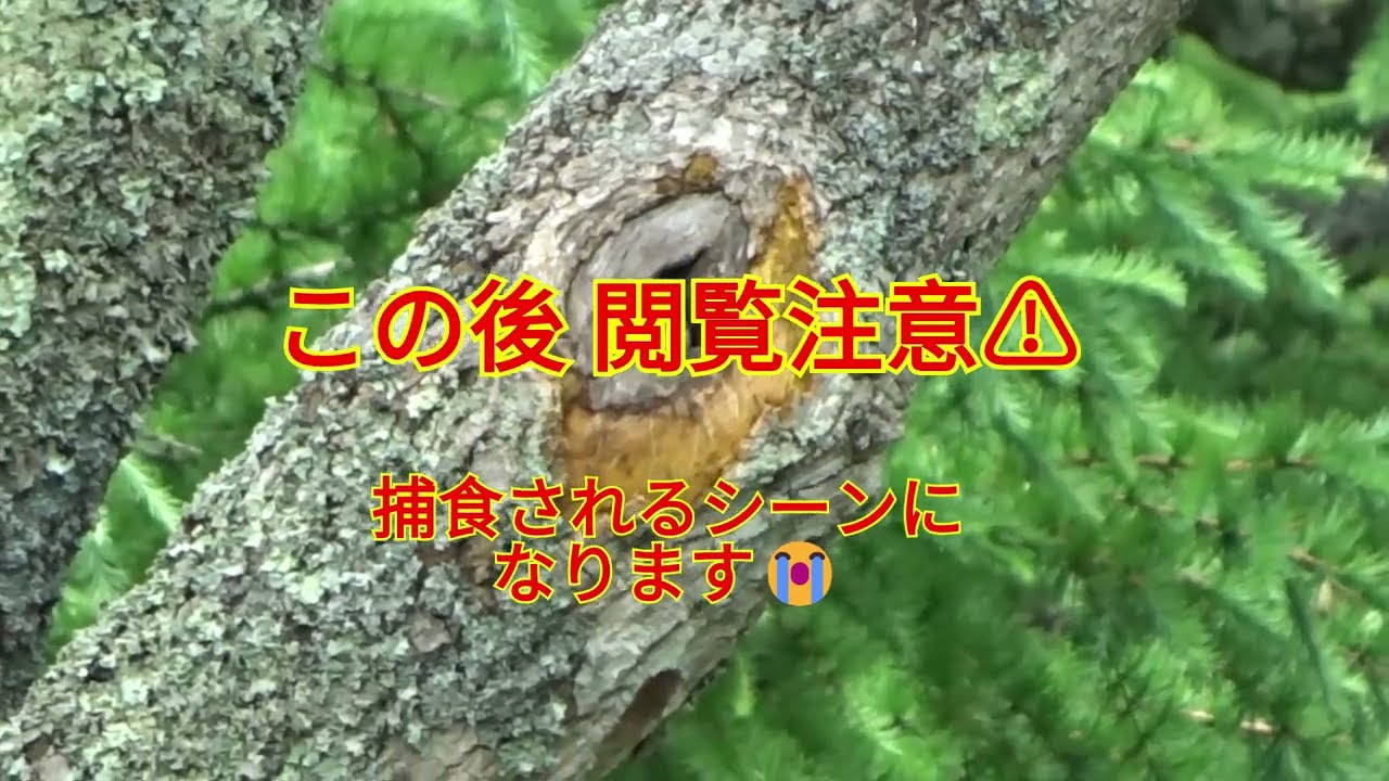 野生で生きるとは(閲覧注意⚠) 2020.7.12
