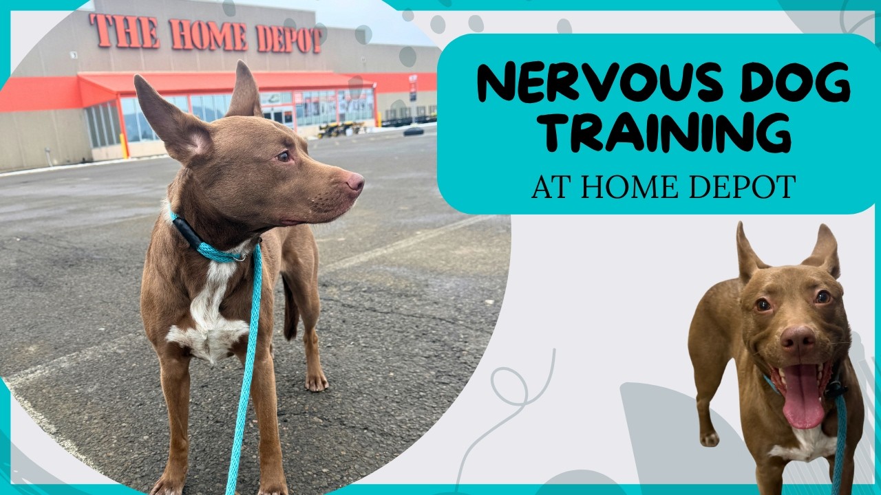 Going to Home Depot with a Nervous Dog