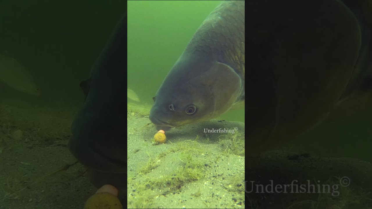 Big grass carp going for the bait.