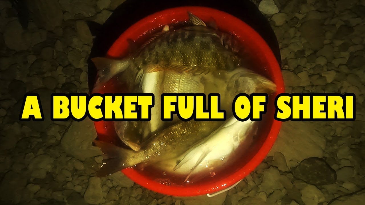 Insane Fishing In The UAE Catching Lots of Sheri (Emperor Fish)