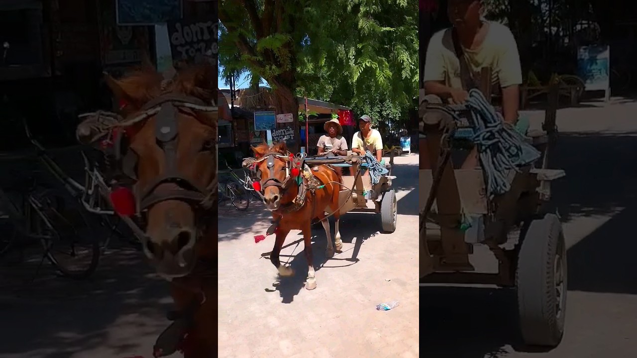 Cidomo lombok tidak ada atapnya #gilitrawangan #short
