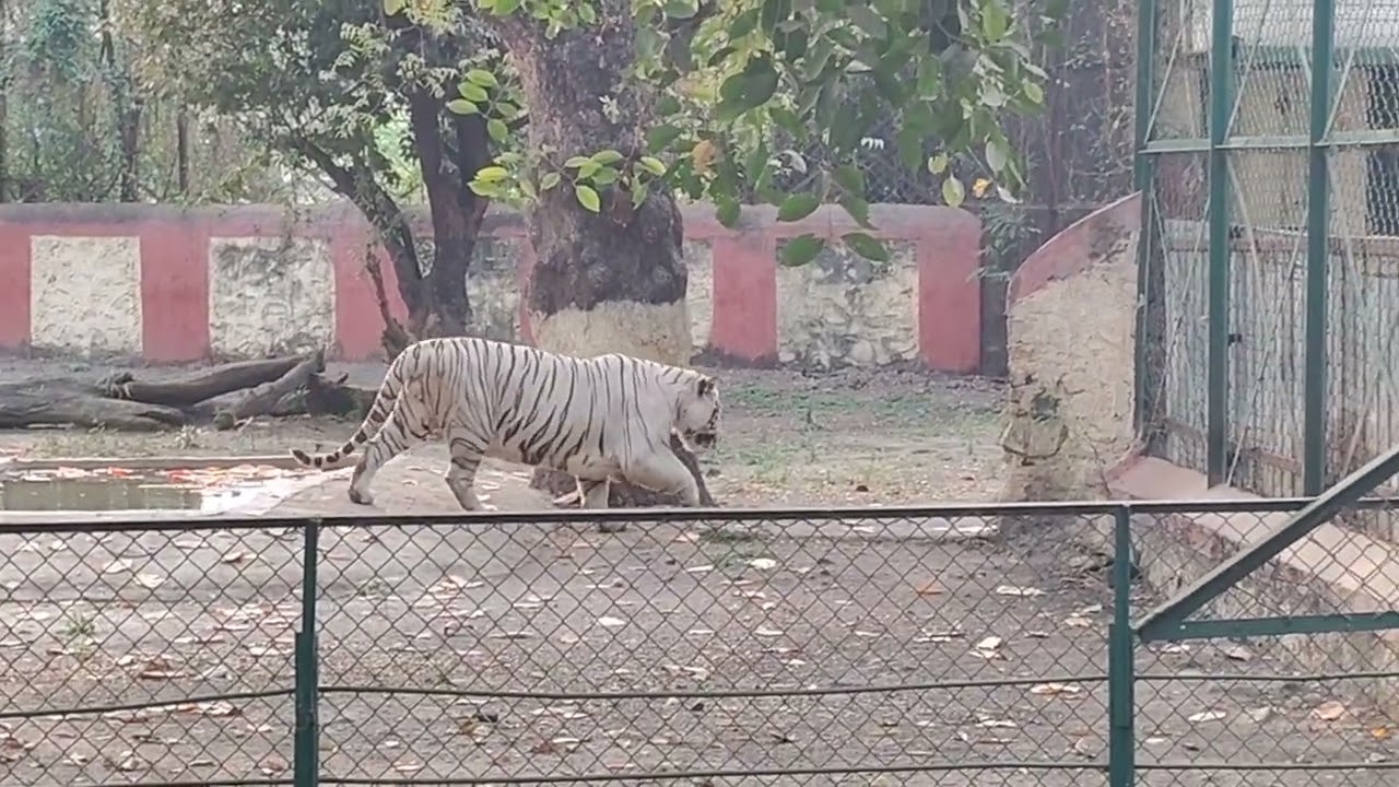  Big White tiger 🐯 beast.#whitetiger #elloracaves 