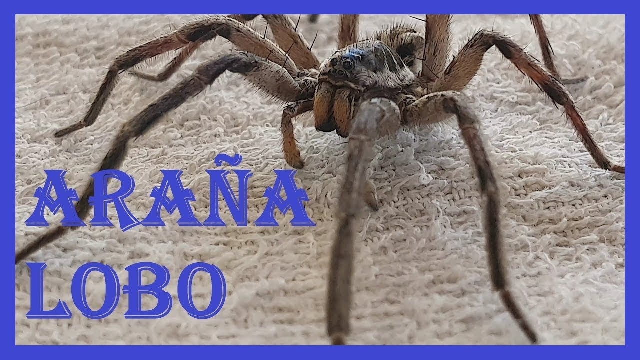 Araña Lobo - Araña de jardín - Buenos Aires - Argentina - FHD * 4k 🕷🕷🕷⚠️⚠️😮😱😳