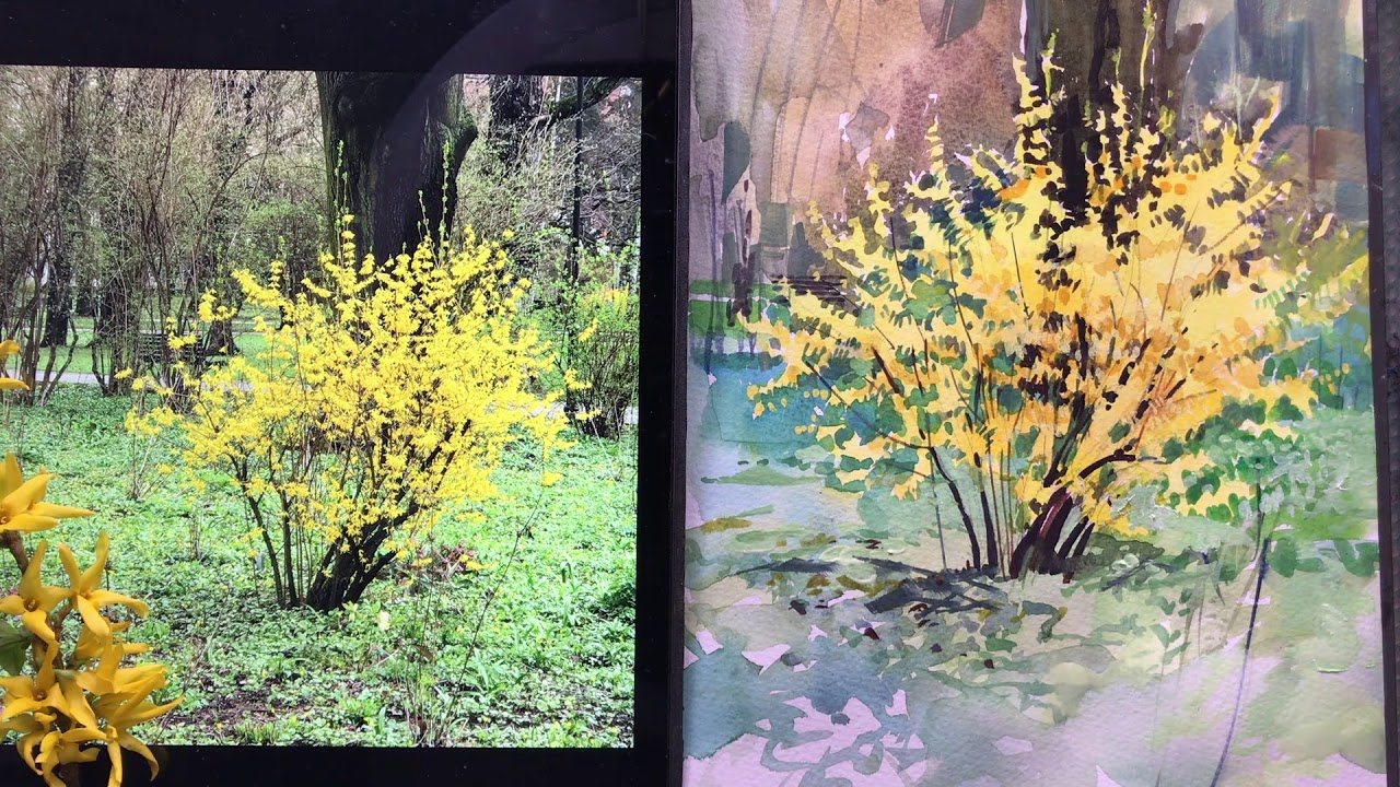 KWITNĄCA FORSYCJA / BLOOMING FORSYTHIA
