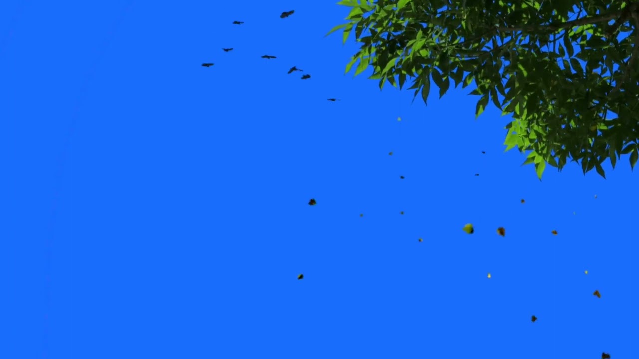 Blue Screen Effect Tree . No copyright claim by video.. Green Screen Effect Background Video