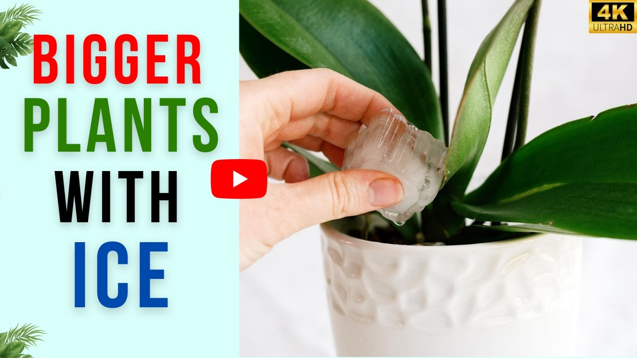 13 Plants That Grow Bigger With Ice Cubes | Grow Plants With Ice