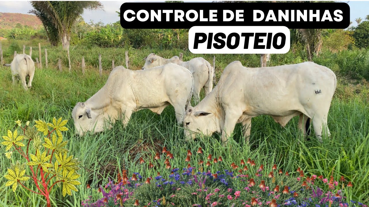 Casco de  Boi: Conheça estratégia de controle de plantas daninhas no pasto.