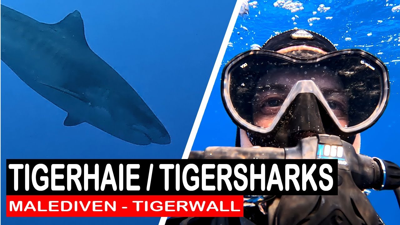 Tigerhaie Malediven / Tigersharks Maldives