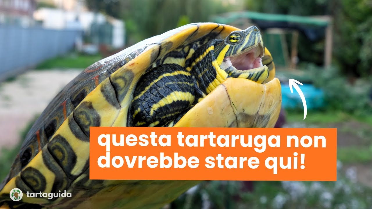 Trachemys venusta: questa specie è una TRUFFA - TartaGuida