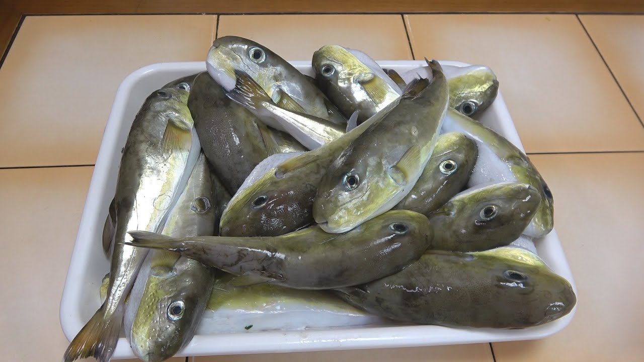 大量のサバフグを捌いて！開いて！僕にとって懐かしの料理を作ってみました！！