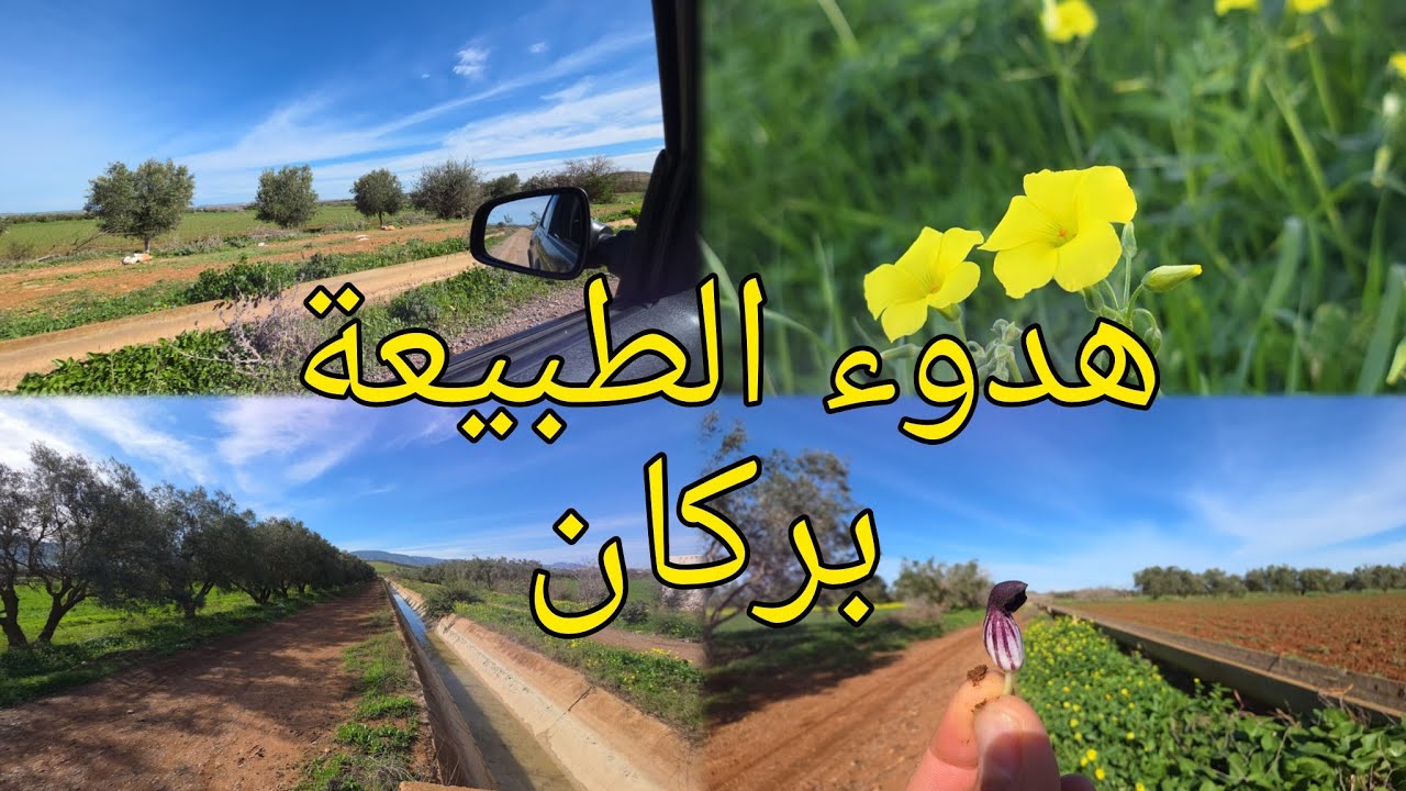 اجواء الطبيعة منطقة ميلي بني مهدي اقليم بركان 