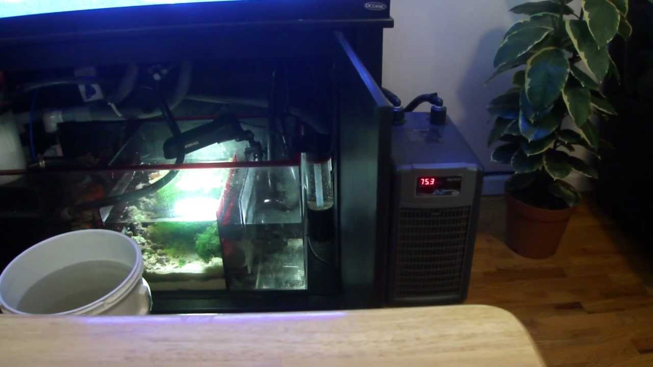 How To Reef Aquarium Maintenance Part 4 - Monthly To Yearly Tasks